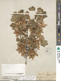 Acer glabrum image