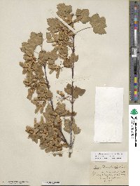 Acer glabrum var. douglasii image