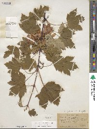 Acer glabrum image