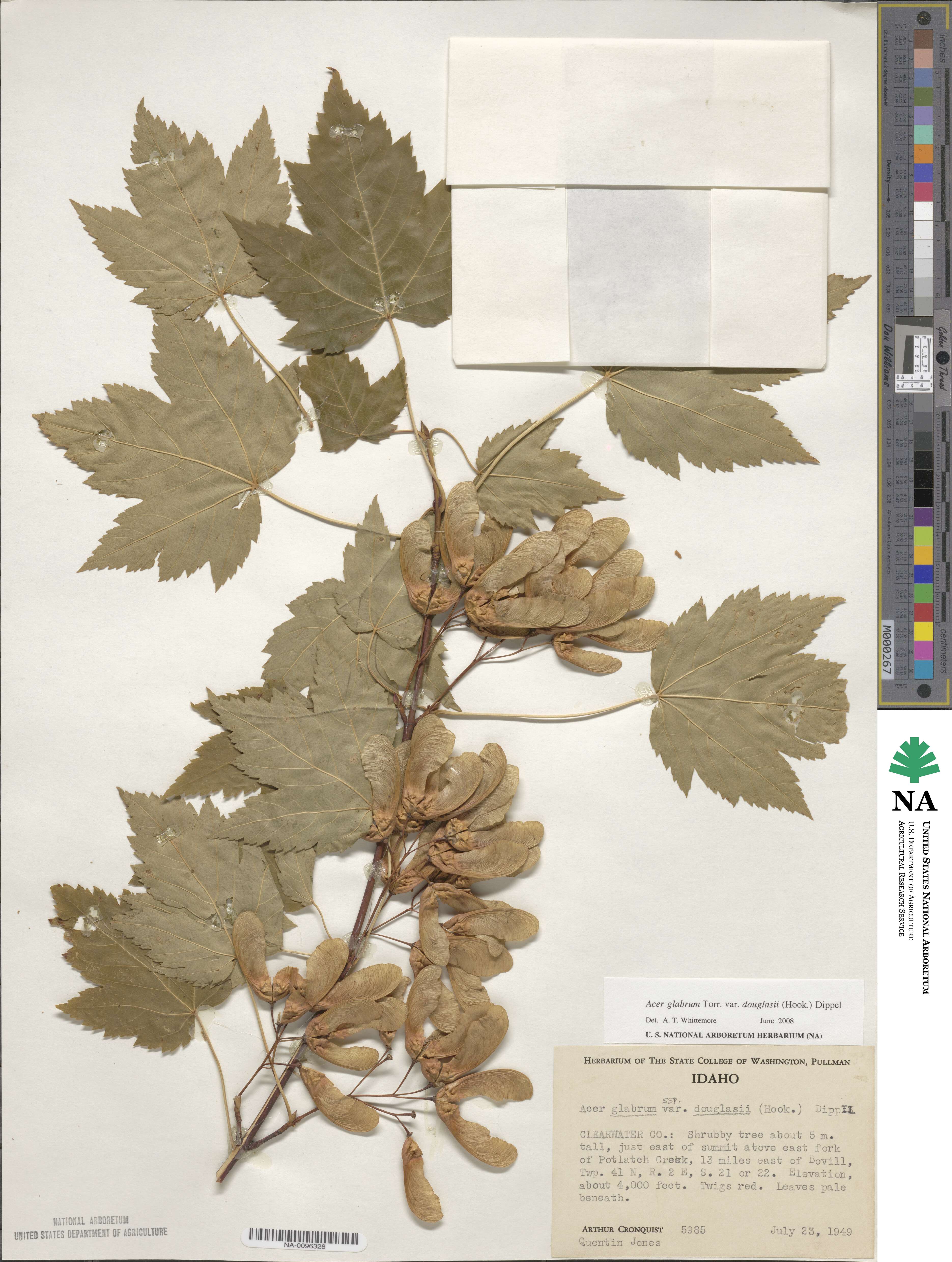 Acer glabrum var. douglasii image