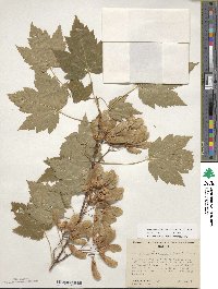 Acer glabrum image