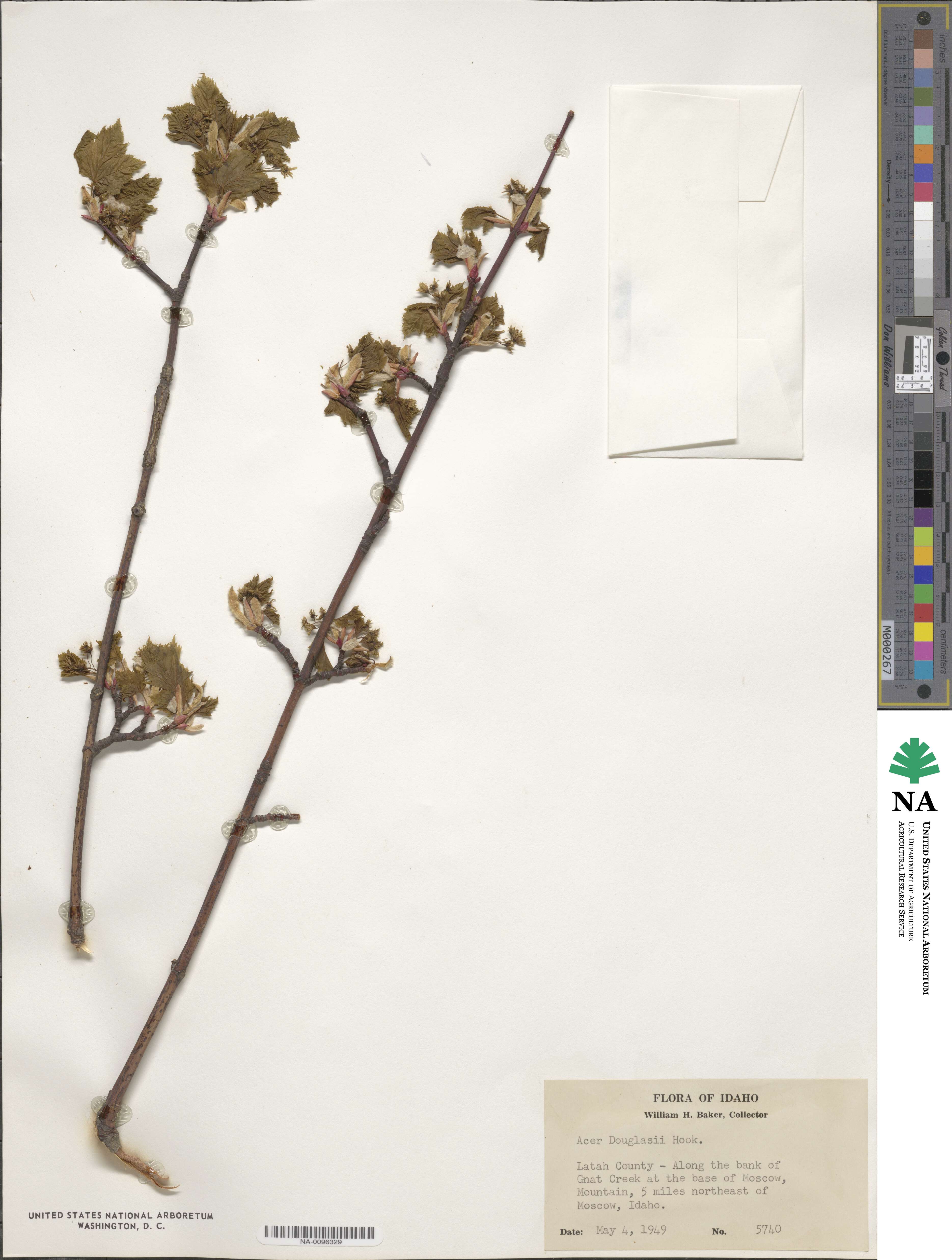 Acer glabrum var. douglasii image