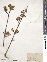 Acer glabrum var. douglasii image