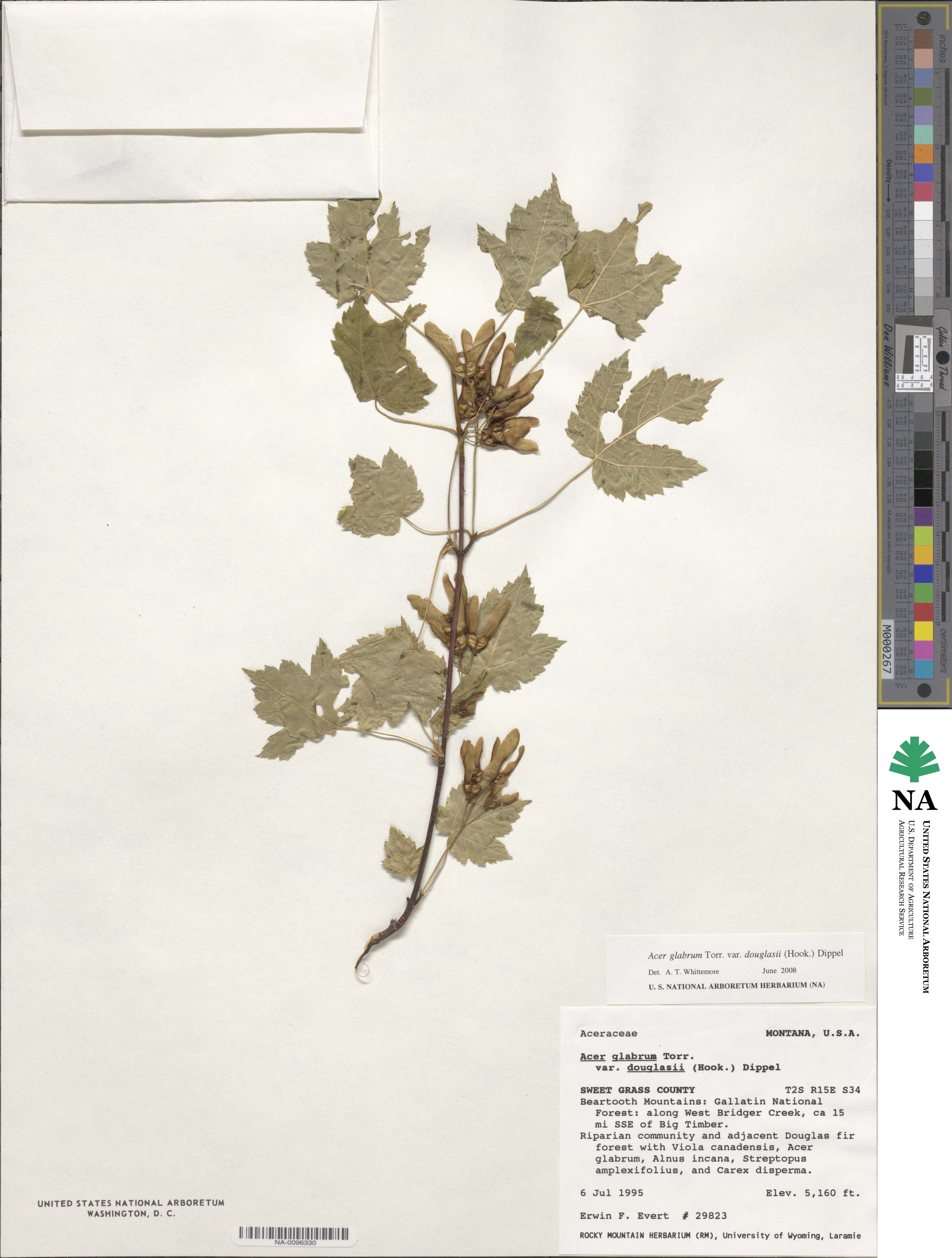 Acer glabrum var. douglasii image