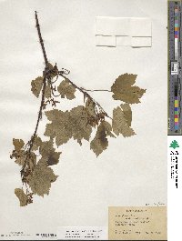 Acer glabrum image