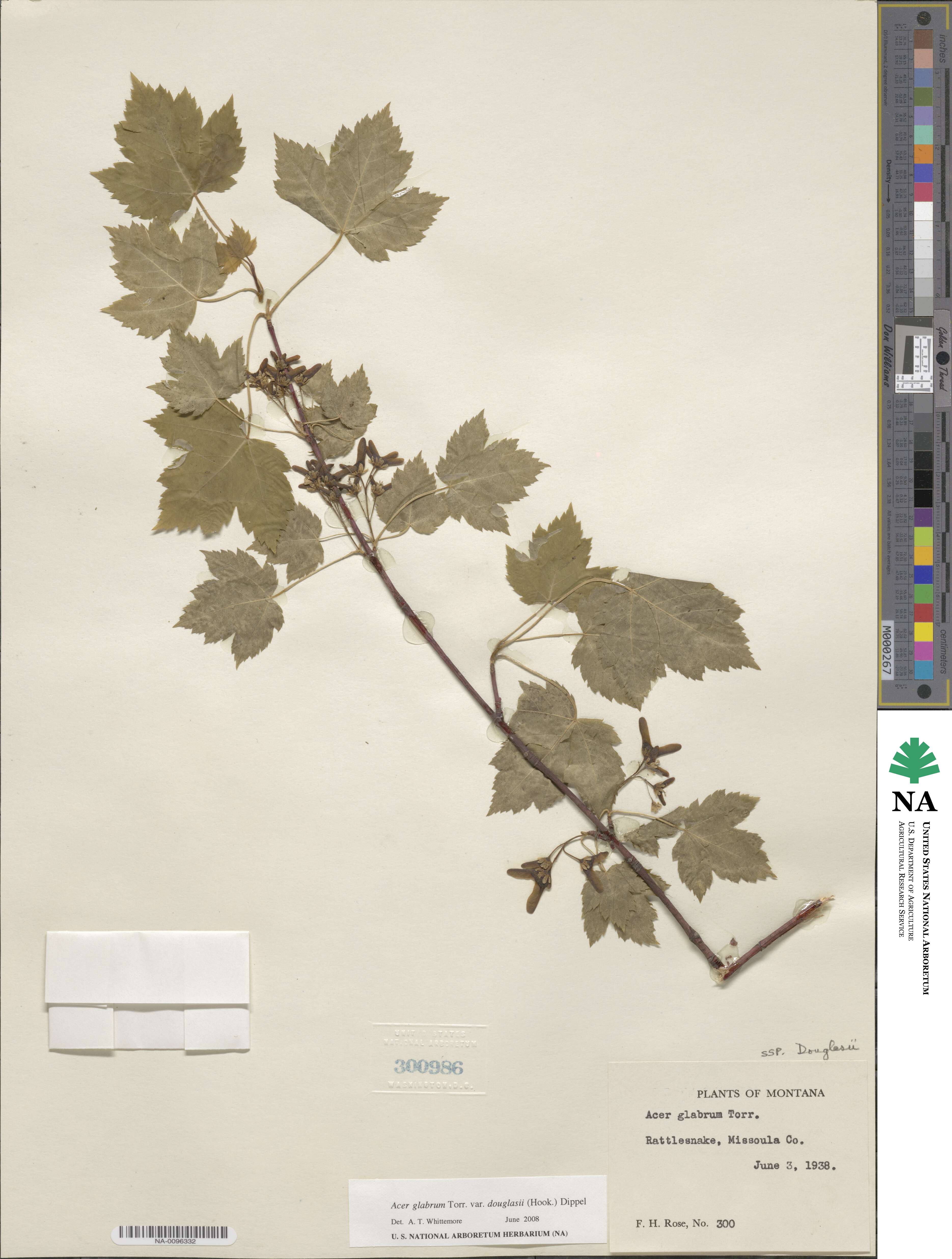 Acer glabrum image