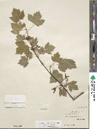 Acer glabrum image