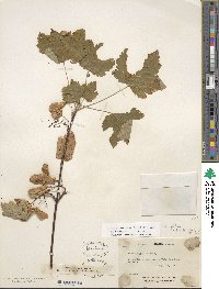 Acer glabrum image