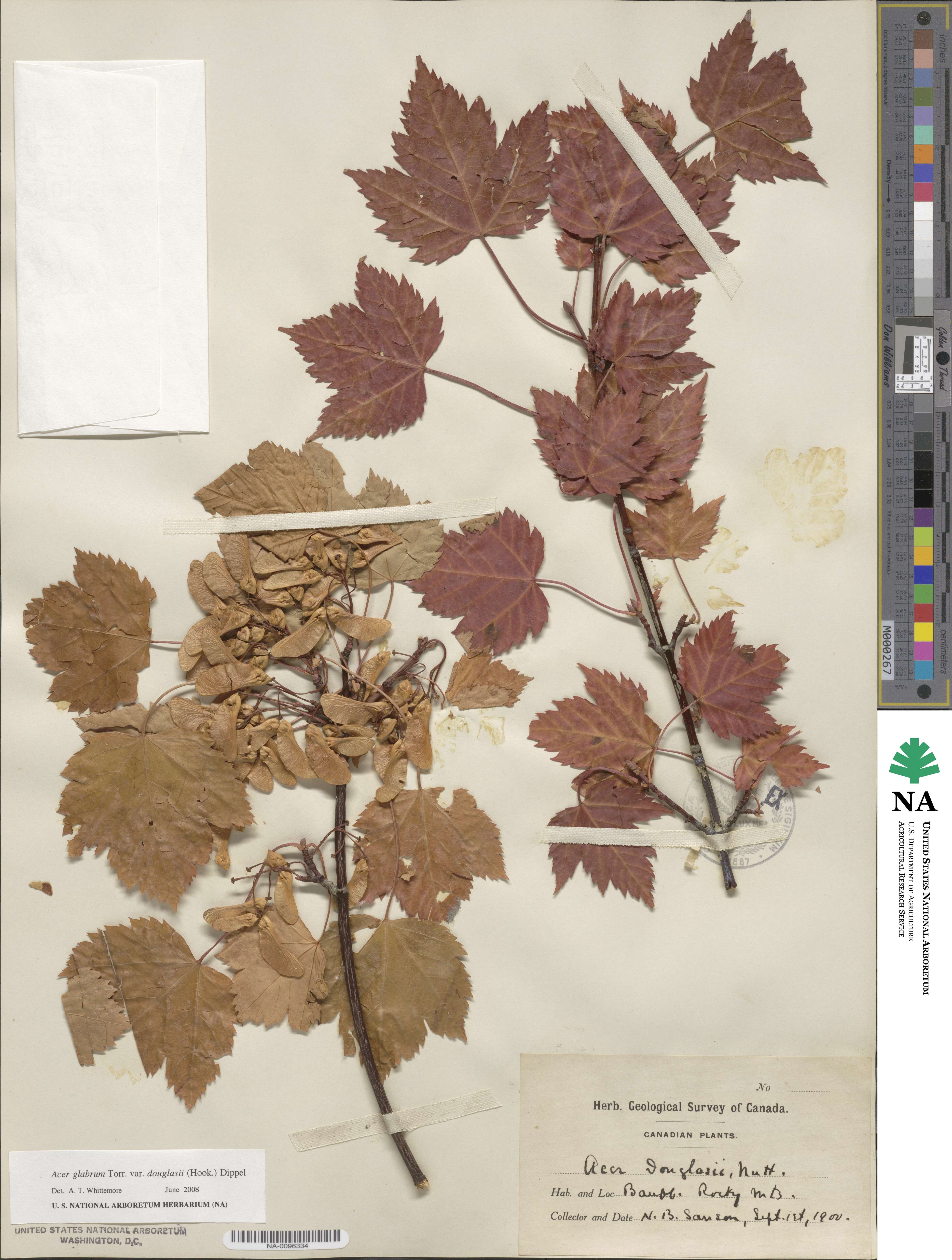 Acer glabrum image