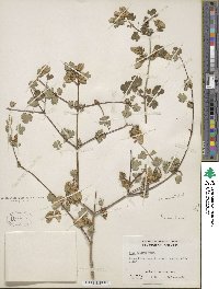 Acer glabrum image