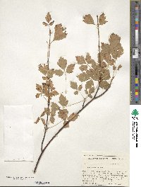 Acer glabrum image