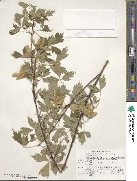 Acer glabrum image