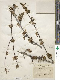 Acer glabrum image