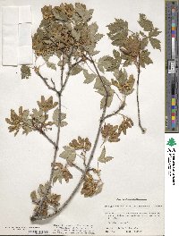 Acer glabrum image