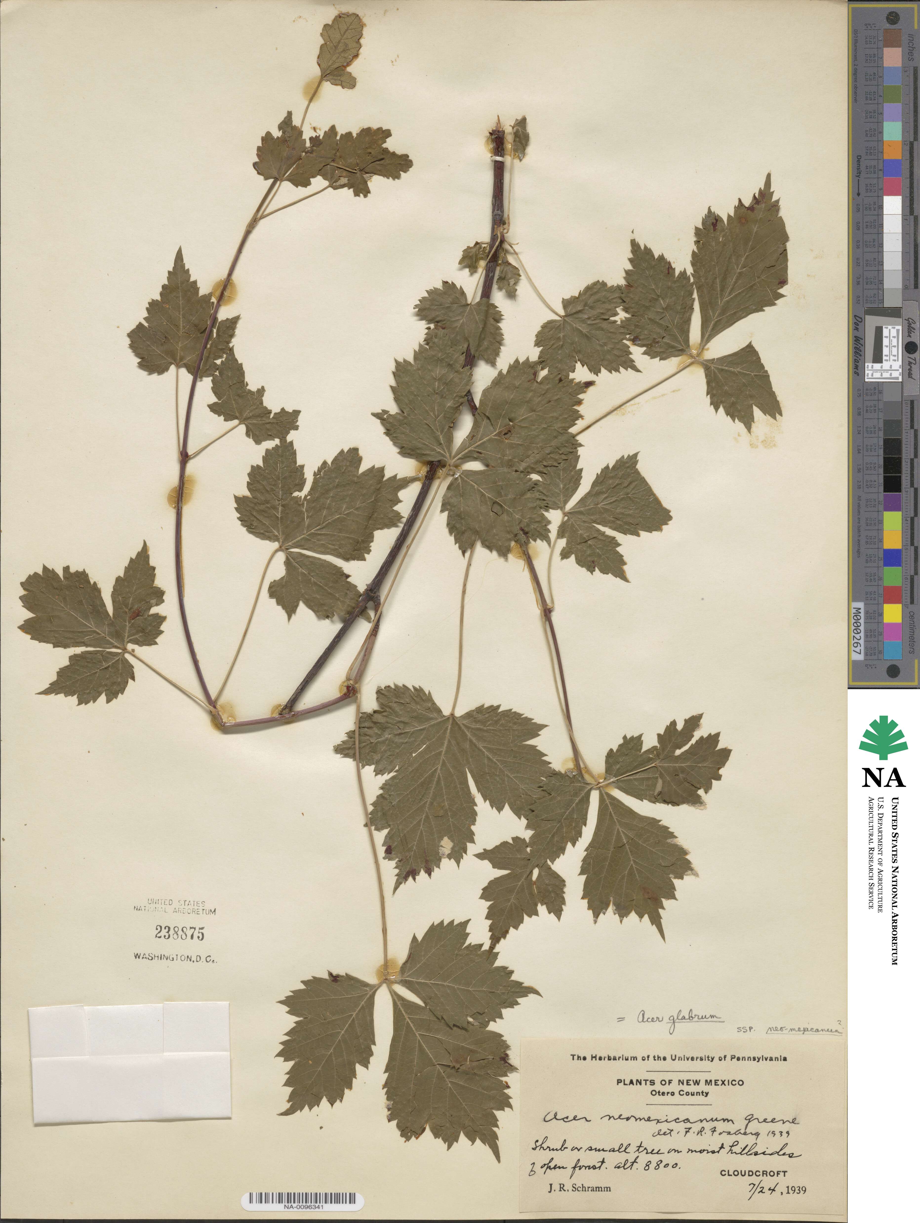 Acer glabrum image