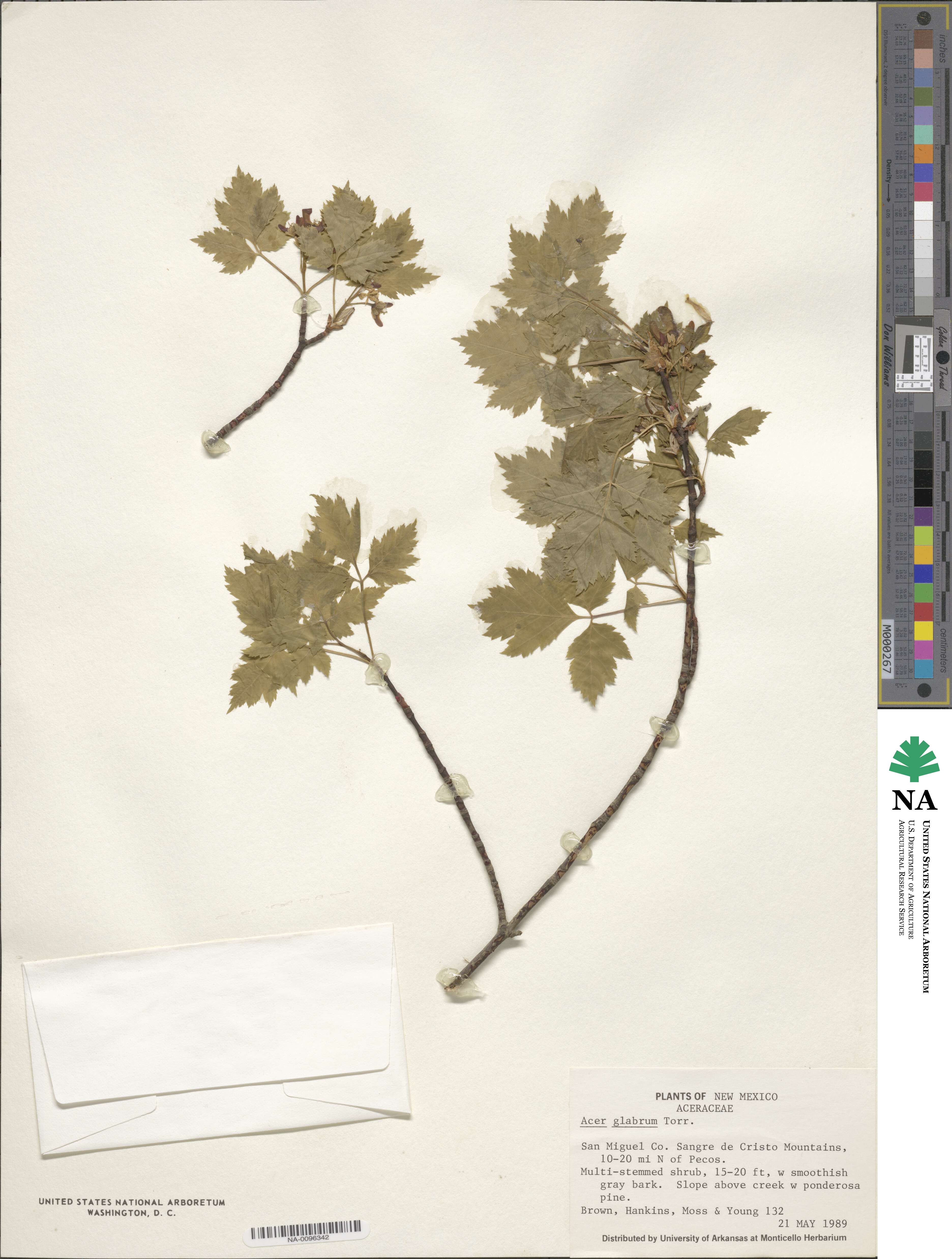 Acer glabrum var. neomexicanum image