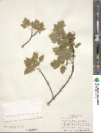 Acer glabrum image