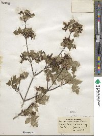 Acer glabrum var. neomexicanum image