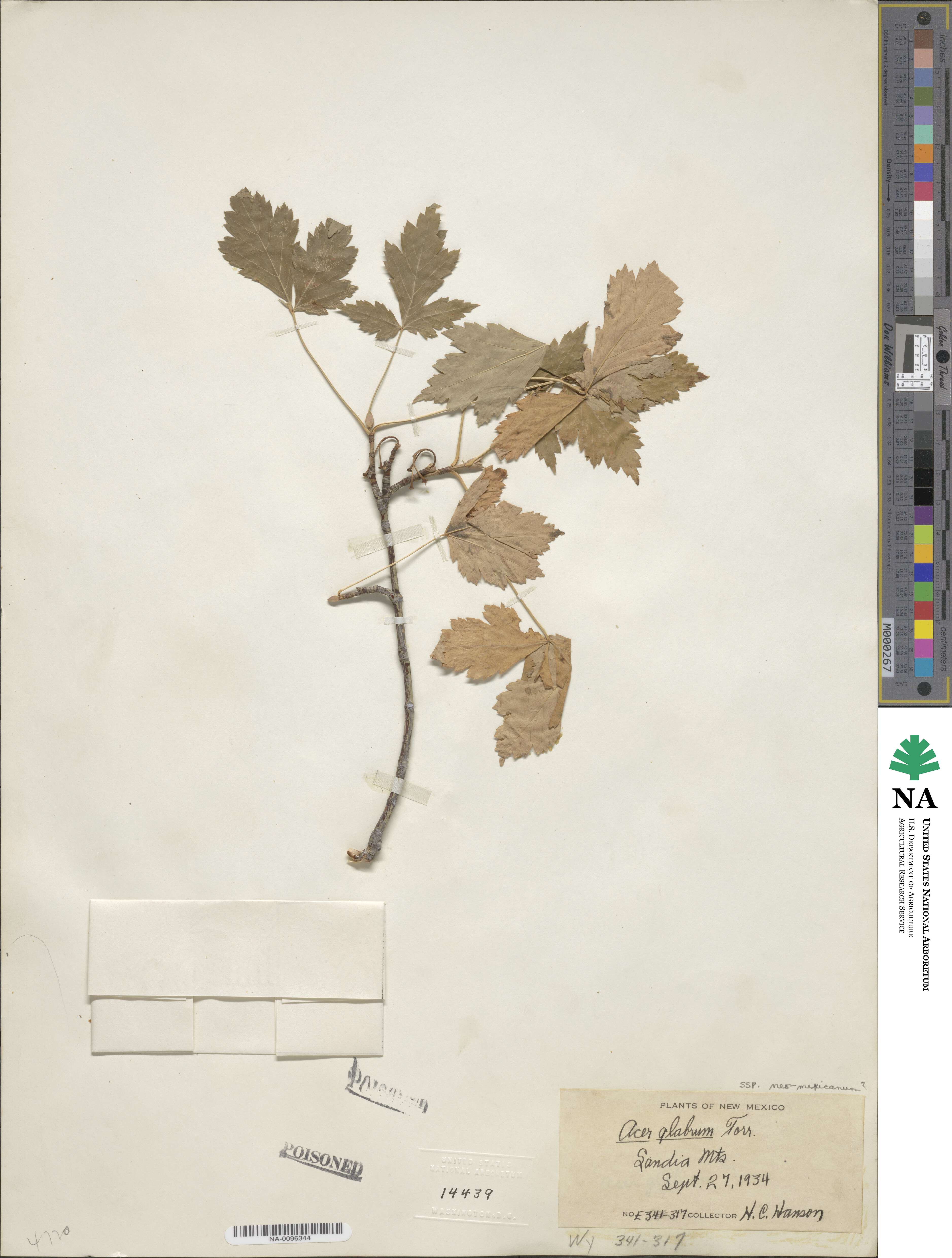 Acer glabrum image