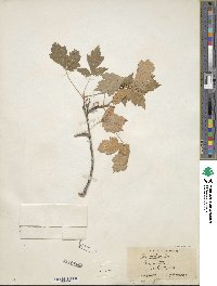 Acer glabrum image