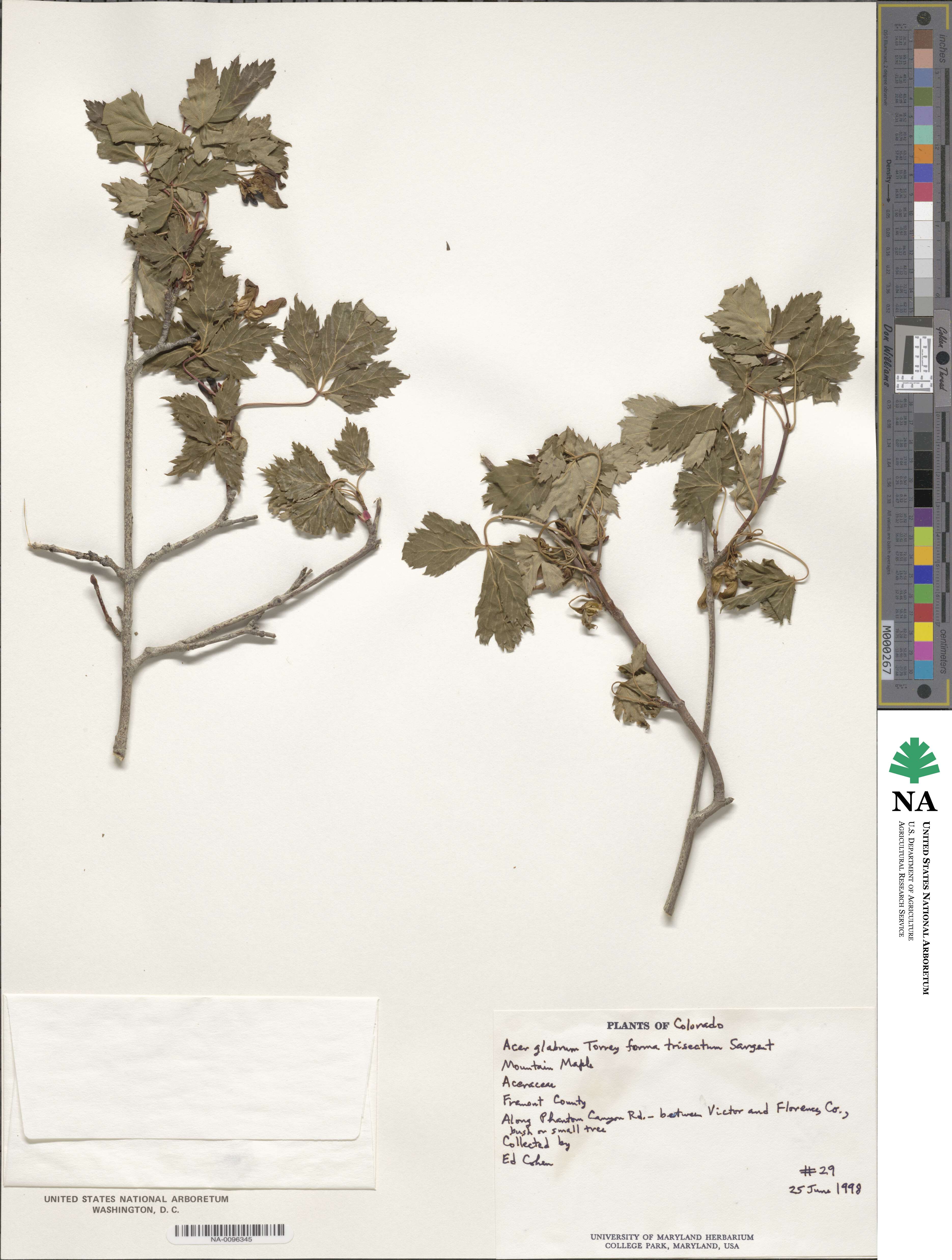 Acer glabrum image