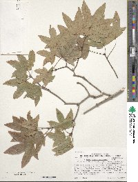 Acer grandidentatum image