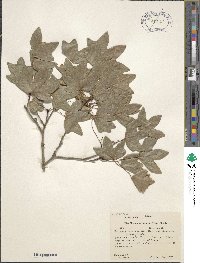 Acer grandidentatum image