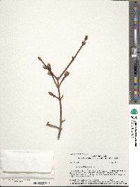 Acer grandidentatum image