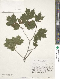 Acer leucoderme image