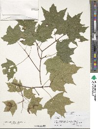 Acer leucoderme image