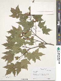 Acer leucoderme image