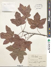 Acer leucoderme image