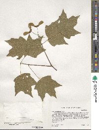 Acer leucoderme image