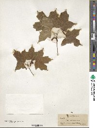 Acer leucoderme image