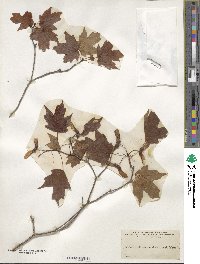 Acer leucoderme image