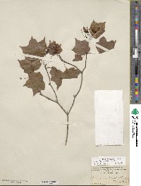 Acer leucoderme image