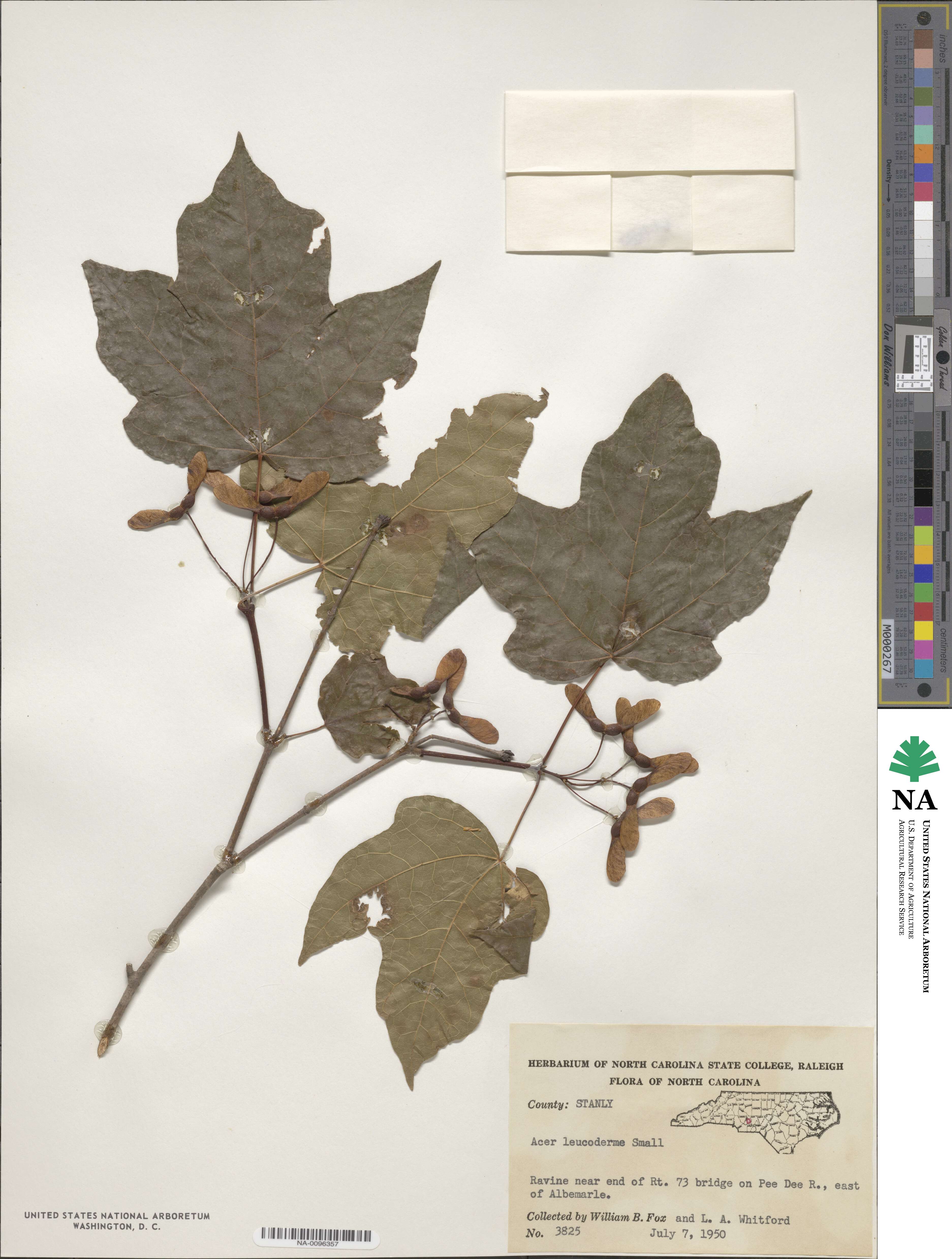 Acer leucoderme image
