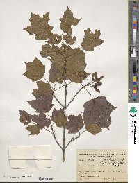 Acer leucoderme image