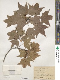 Acer leucoderme image