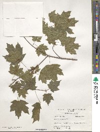 Acer leucoderme image