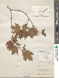 Acer leucoderme image