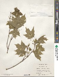 Acer leucoderme image