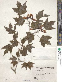 Acer leucoderme image