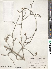 Acer leucoderme image