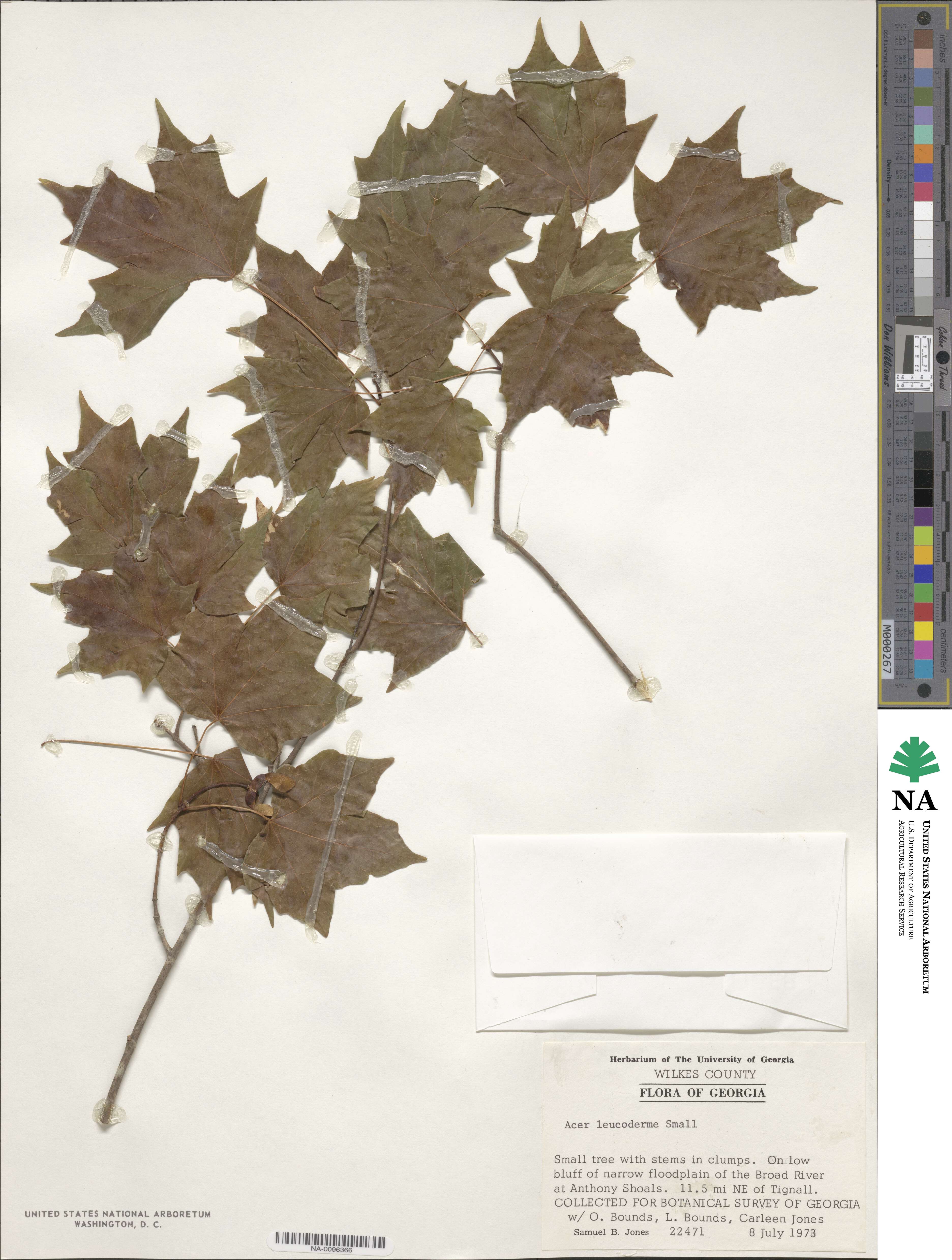 Acer leucoderme image