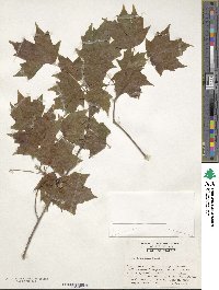 Acer leucoderme image