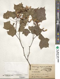 Acer leucoderme image