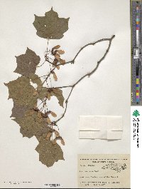 Acer leucoderme image