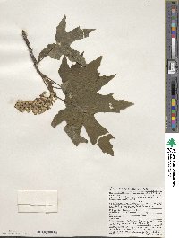 Acer macrophyllum image