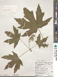 Acer macrophyllum image